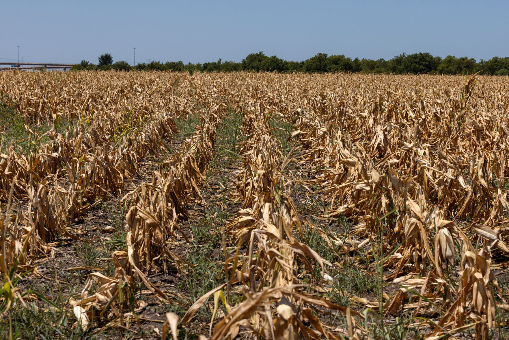 Flash drought intensifies, causing agriculture concerns in the Plains and water shortages in the Northeast